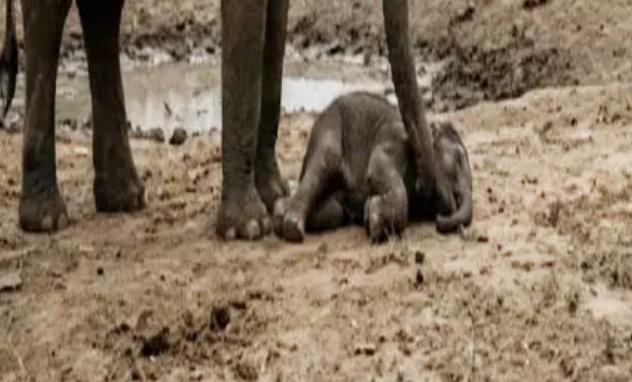 Chhattisgarh: में हाथियों पर बढ़ता संकट, 25 दिनों में चार शावकों की मौत, छह माह में 10 की गई जान