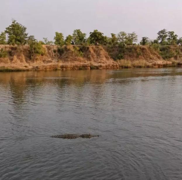 Chhattisgarh: शिवनाथ नदी में मगरमच्छ दिखने से दहशत, गौलीटोला गांव के पास ग्रामीणों ने देखा