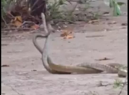 Dhamtari: धमतरी कलेक्ट्रेट परिसर में सांपों का जोड़ा करता दिखा अठखेलियां, वीडियो वायरल