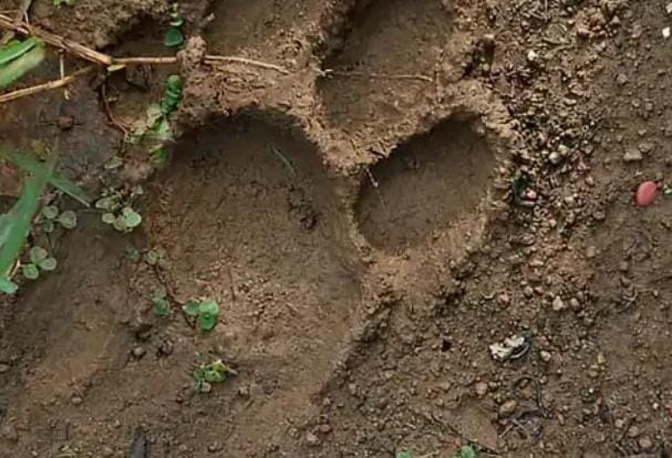 बस्तर के रिहायशी इलाके में बाघ की दस्तक, वन विभाग अलर्ट पर