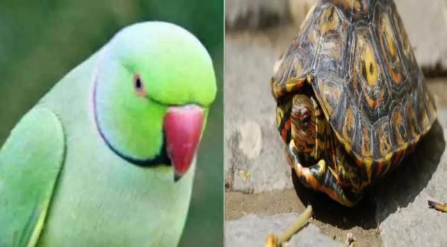 चार इंडियन रूफ्ड टर्टल जब्त, संचालक गिरफ्तार